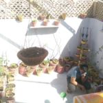 mini-garden-0.jpeg