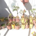 plants-1.jpeg