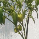 tomatoes-2.jpeg
